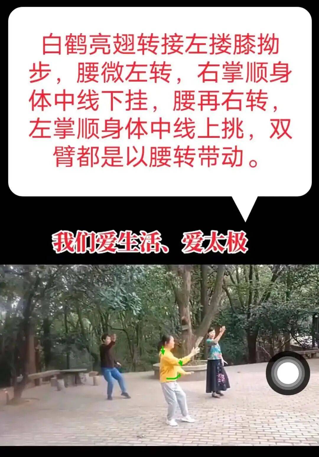 [每周点评]（55）袁园白鹤亮翅接左搂膝拗步接手挥琵琶图解