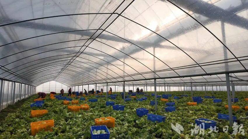 武汉新洲：合作社租用温室大棚种球生菜带动村民增收助力“菜篮子”工程