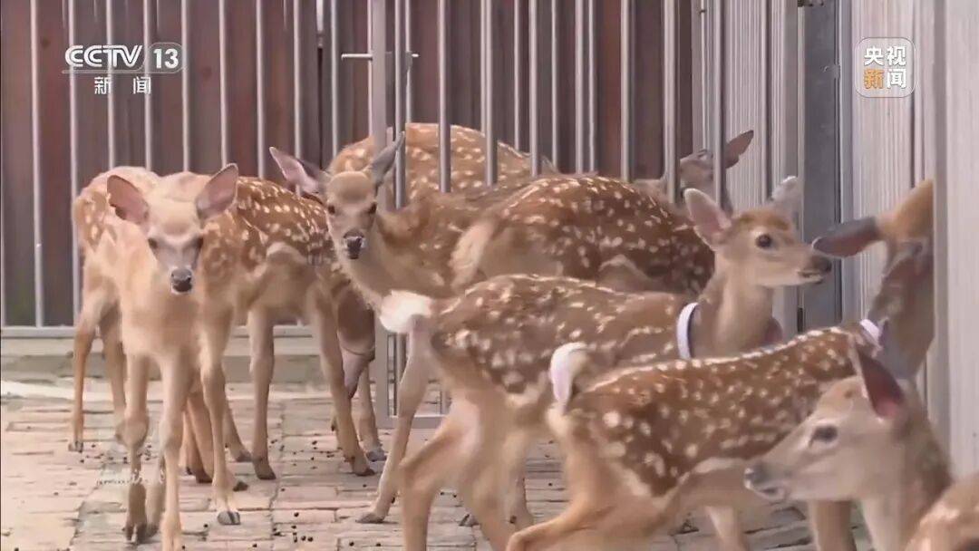 年入三四亿举债七亿建项目！调查吉林东丰“政绩工程”