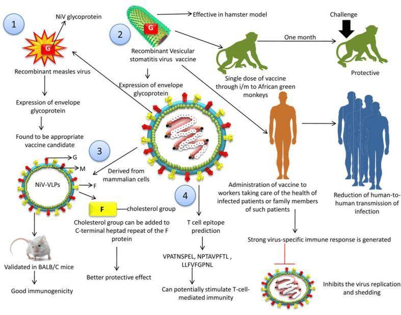  疫情病毒传播途径(疫情的传播过程是怎样的)