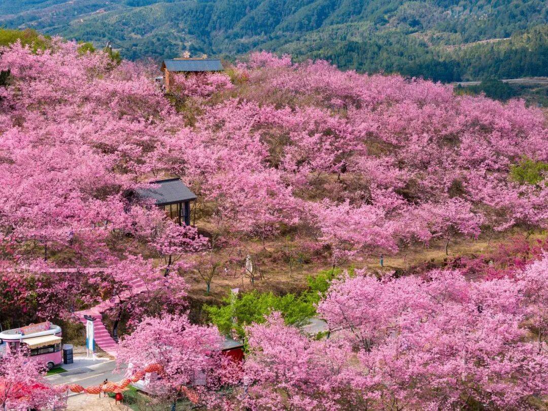 2026清流大丰山越野赛暨第五届“樱花跑