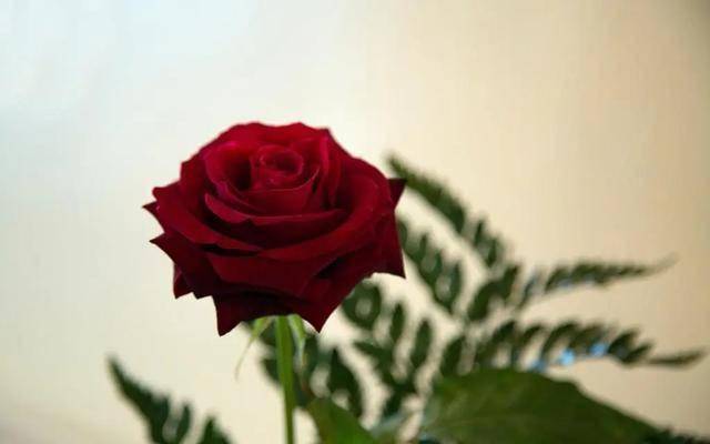 一个男人把你放心尖上了，才会有这三种表现，不爱绝对假装不了