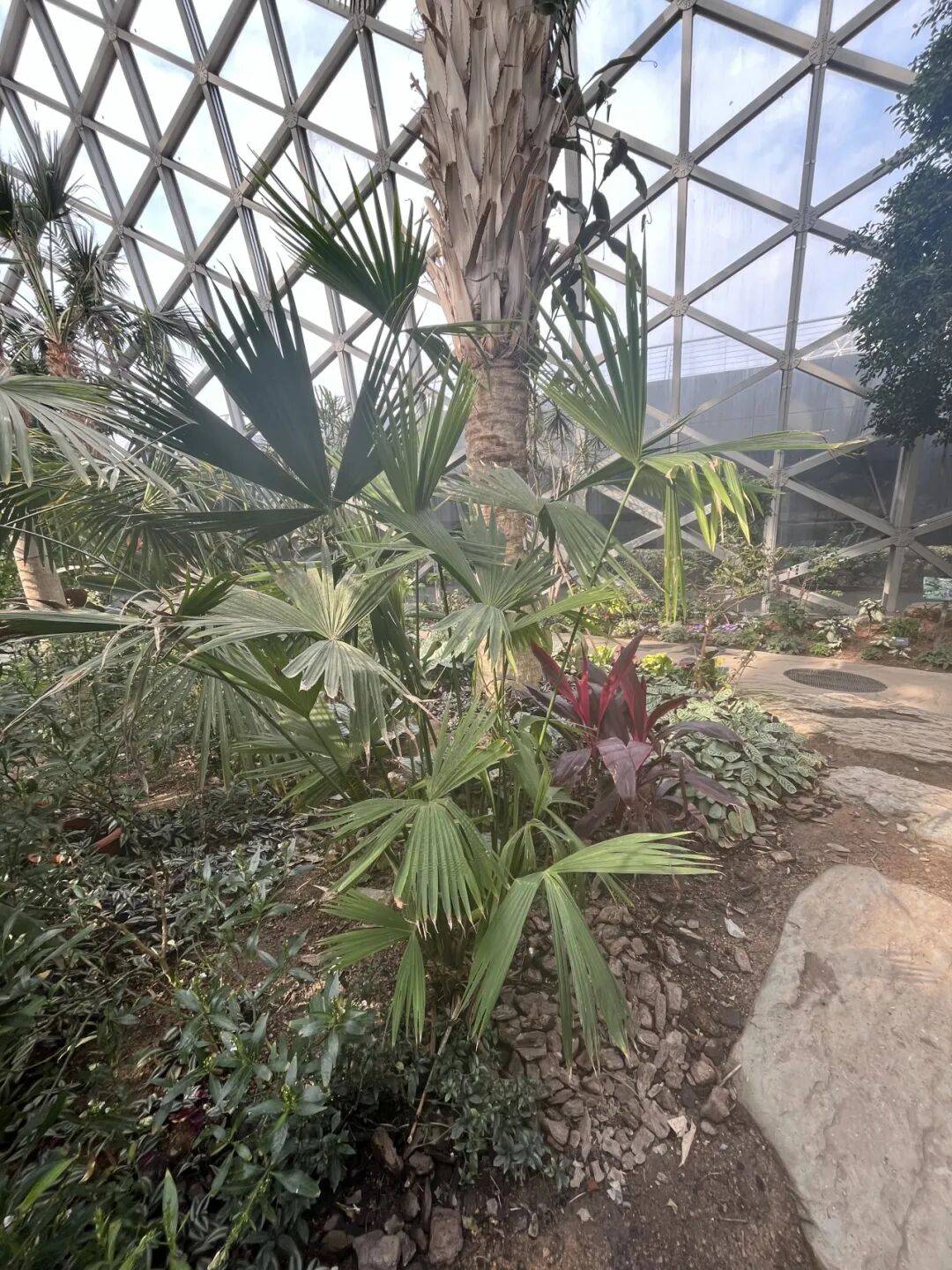 辰山植物园邀您探秘热带花果馆