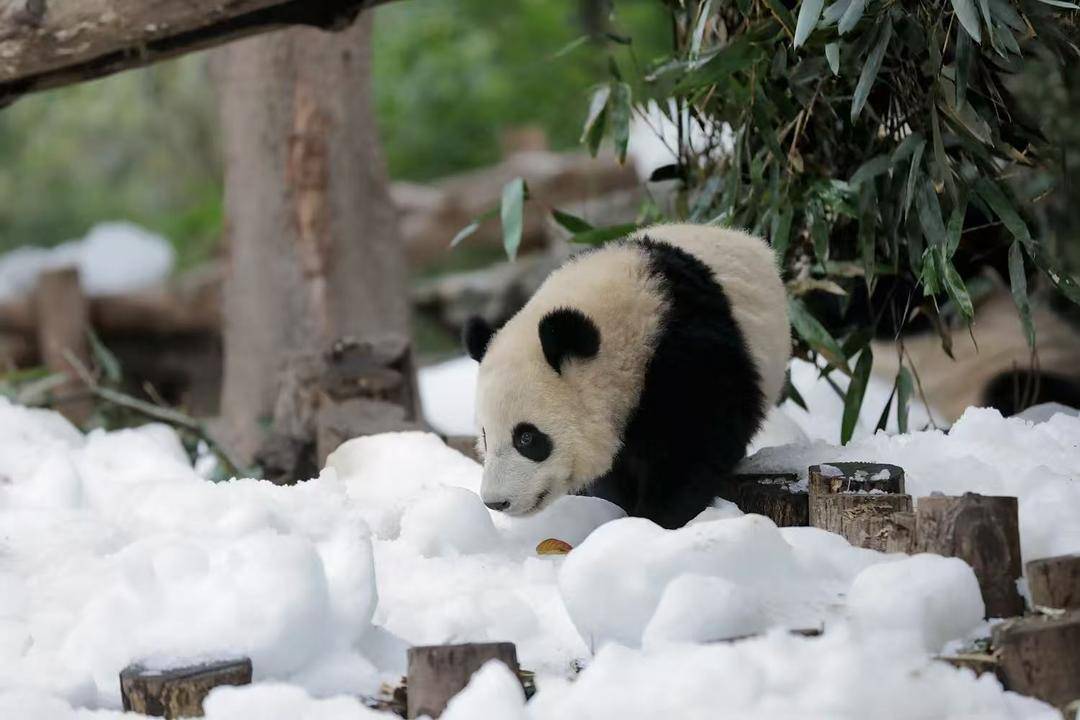 新春福利！成都熊猫基地为大熊猫“降雪”