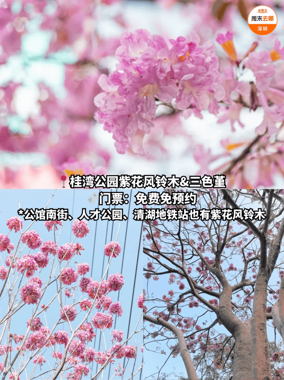2026深圳春节大年初四去这7个地方玩！_活动_红花山_锦绣中华