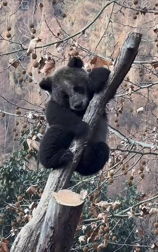 四川卧龙现“全网最黑”大熊猫!网友:第一眼还以为是黑熊