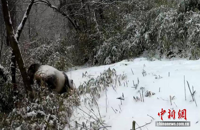 大熊猫变身“功夫熊猫”表演倒立
