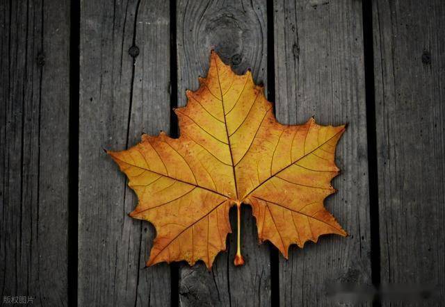 天生自带领导气场，适合当老大的三个星座！