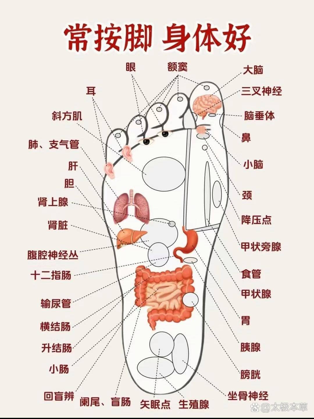 每一个反射区都对应着一个器官或部位