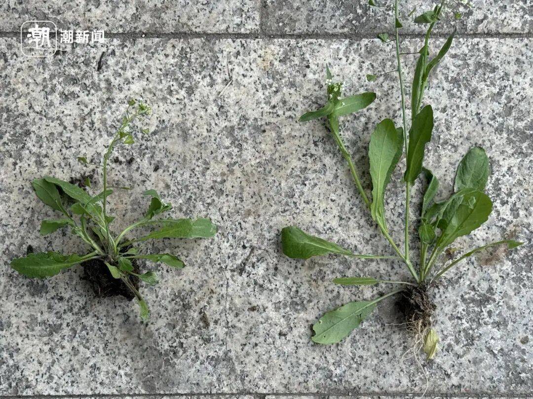 挖了半天全白挖！杭州网友晒“假荠菜”：长得很像吃起来不对味！专家教你一眼分辨