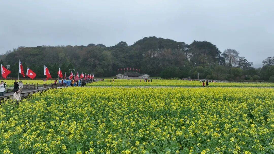 红魂映金浪~去上杭古田,赴一场春日之约_油菜花_游客_红色