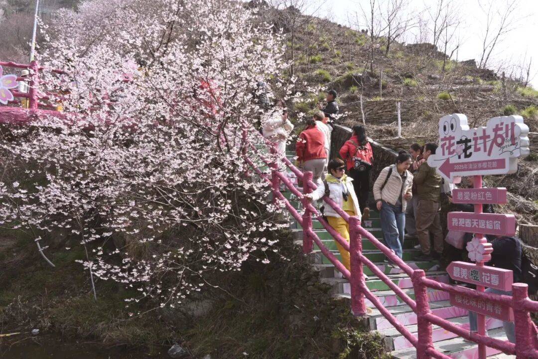 破万！清凉寨樱花旅游季启幕