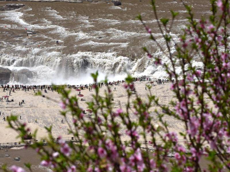 黄河全线开河 壶口瀑布迎来“桃花汛”春日奇景