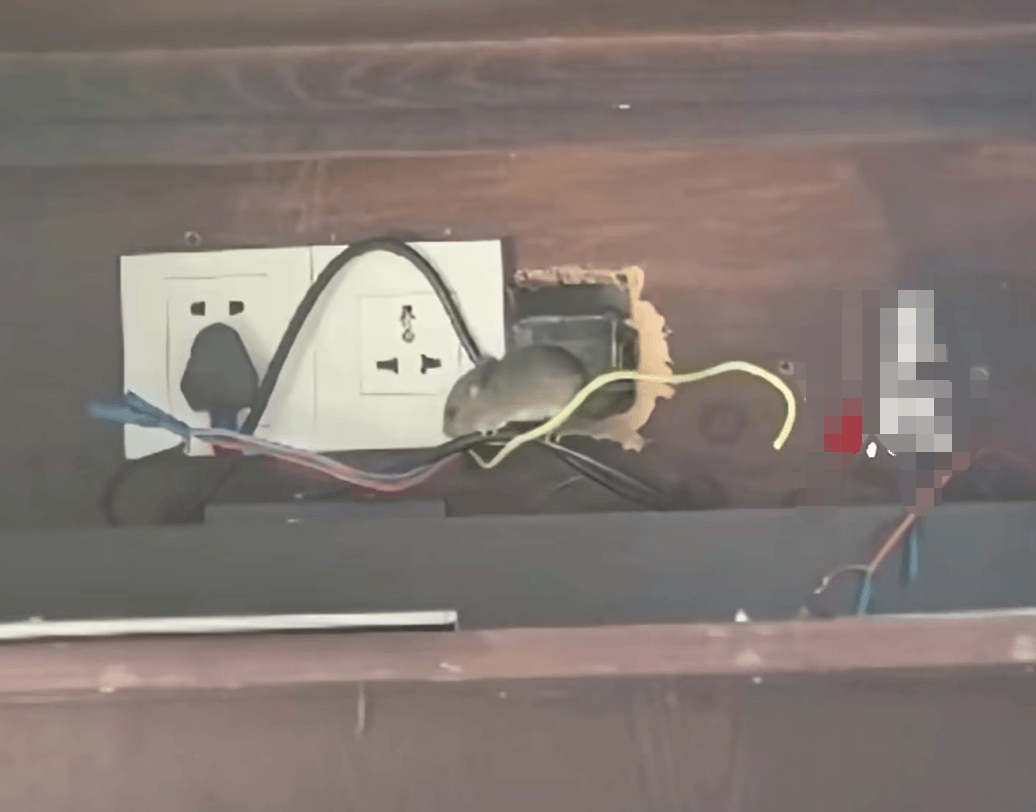 游客曝光海南一家9800元一晚的高档酒店半夜惊现三只老鼠！当事人：整夜未能入睡，酒店方仅赔付房券；希望酒店能退一赔三，双方未达成一致