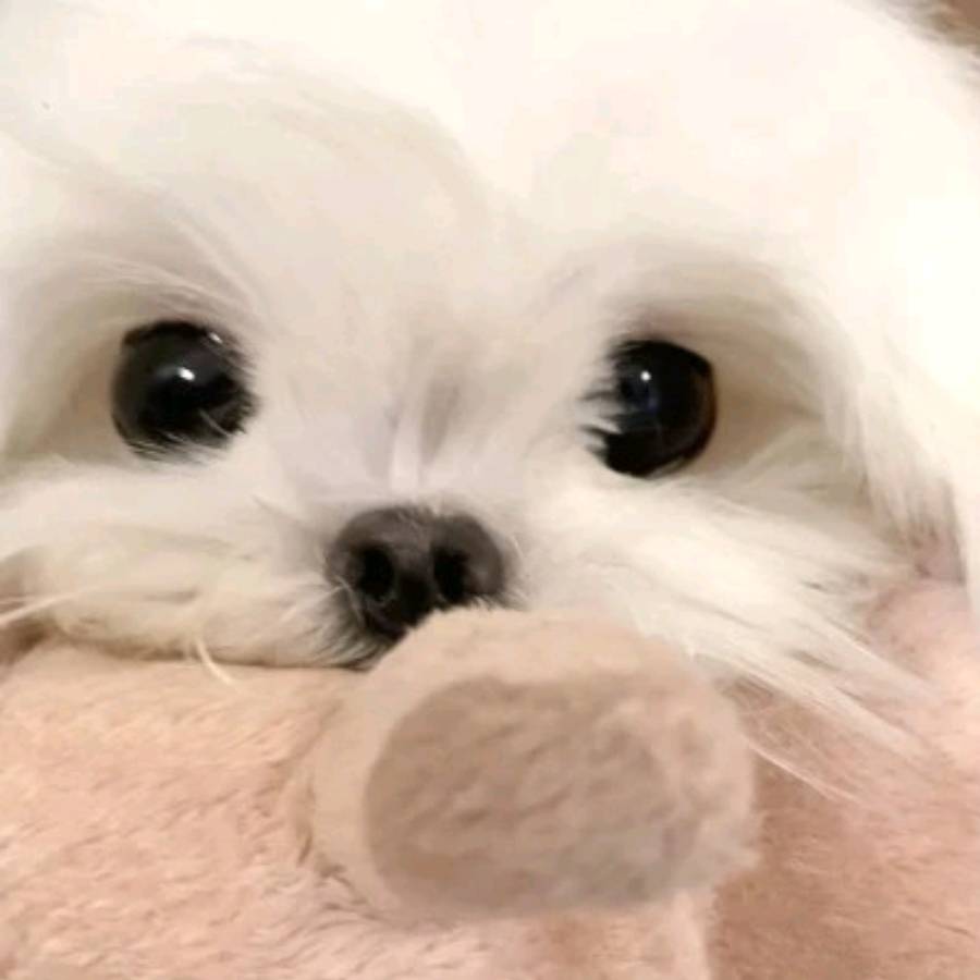 言沈宠物说