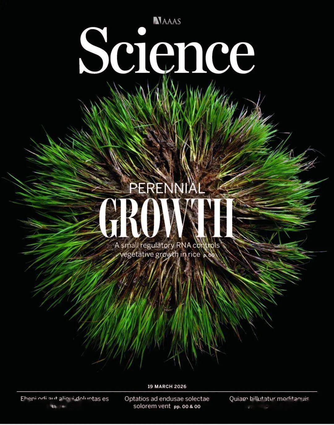 science封面︱像割韭菜一样种水稻?上海科学家发现野生稻长寿基因