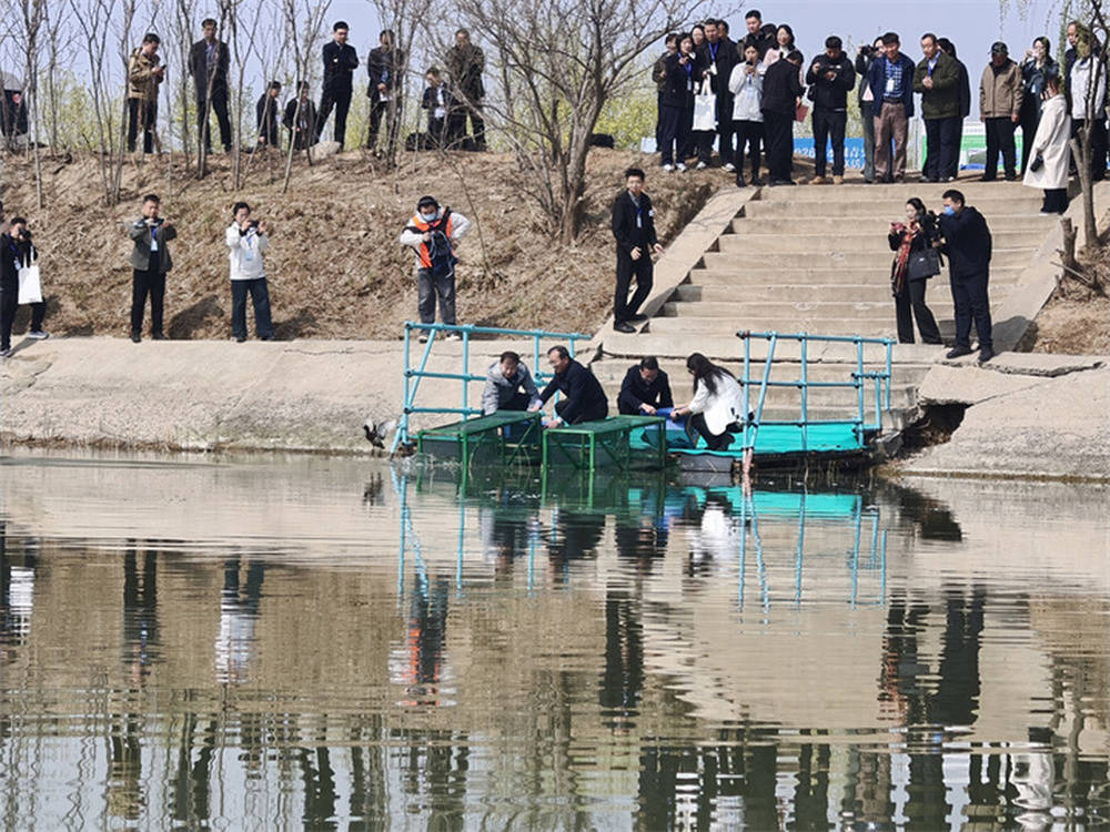 全球首次!青头潜鸭在衡水湖野化放飞,为世界极危物种保护提供“中国方案”_繁育_丁长青_焦磊