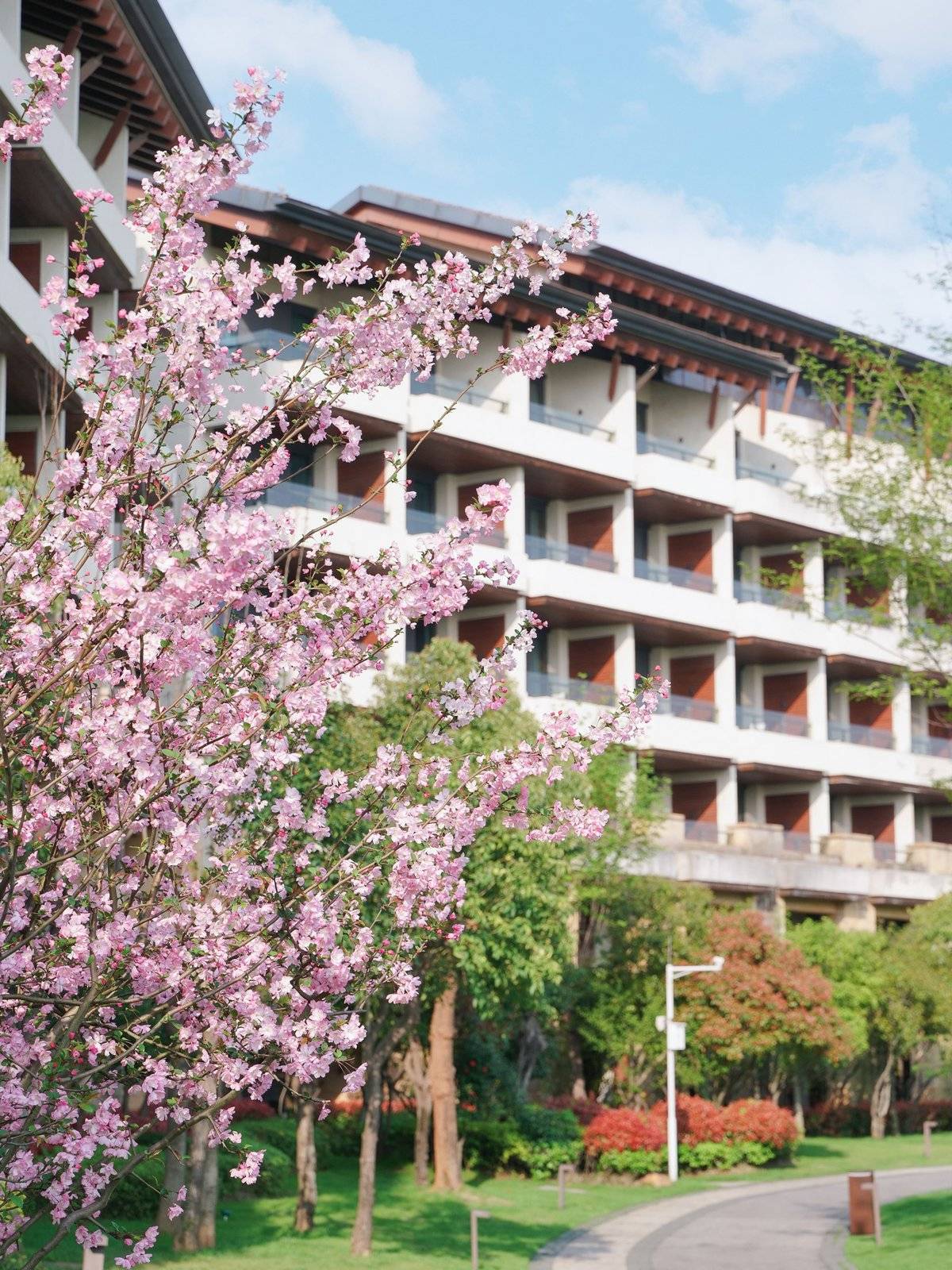 赏花季叠加清明假期武汉多家酒店已满房