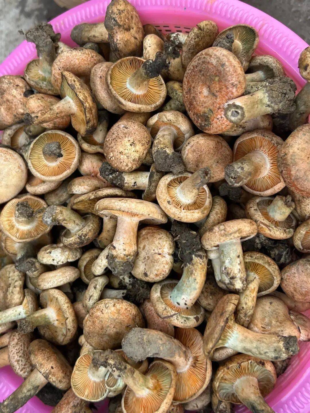 云南野生菌迎来上市潮最贵的是
