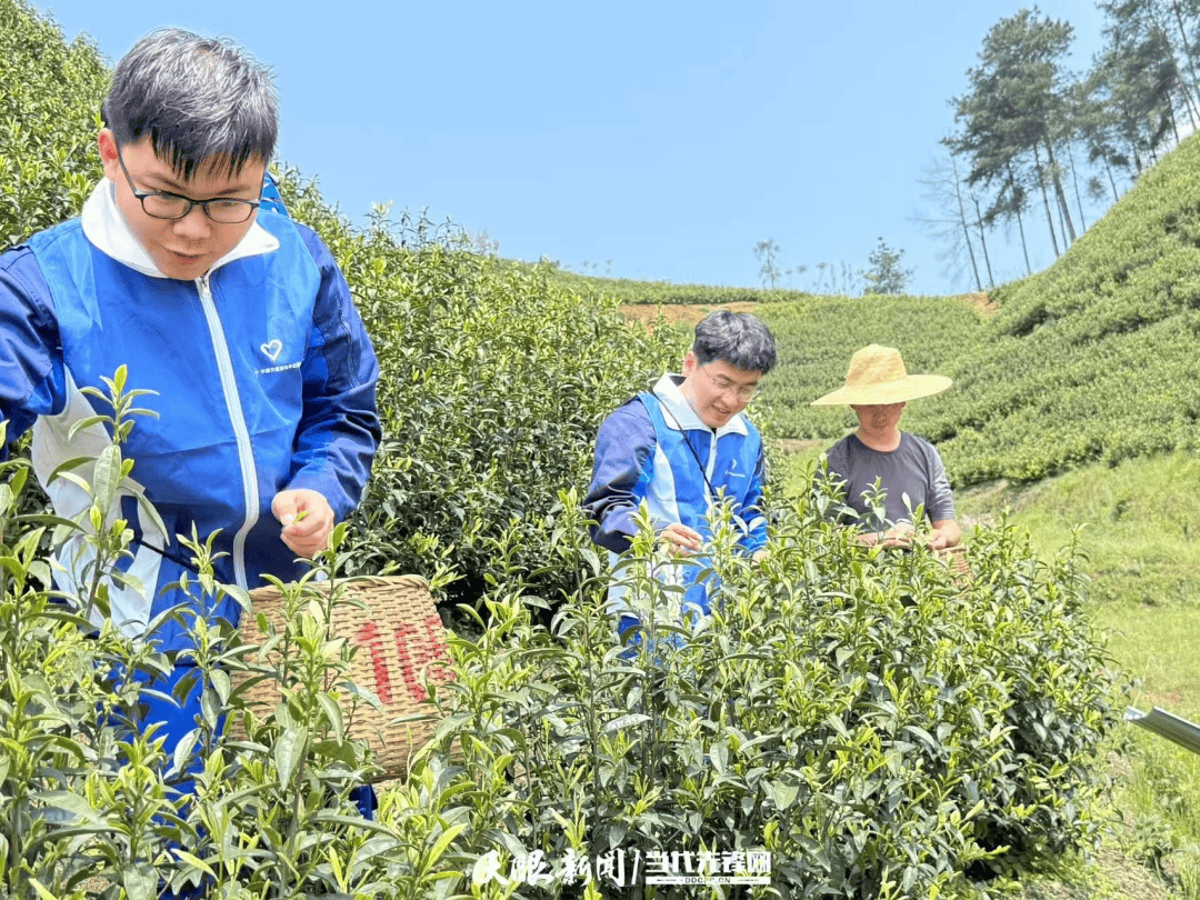 春茶采收忙 中交路建贵都扩容工程TJ03标助力麻江茶农抢抓农时