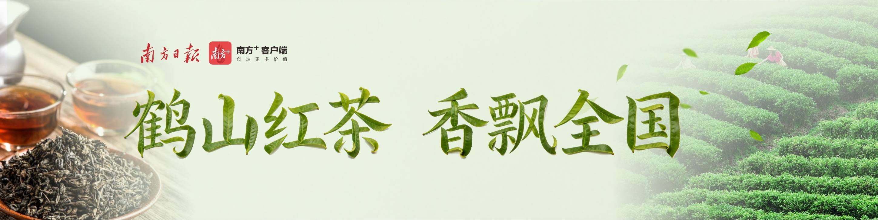 合集|品读茶脉传承,探寻鹤山红茶振兴新路径_英德_广东_茶叶