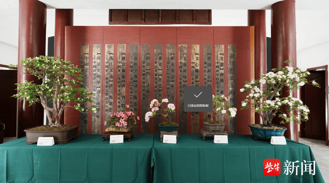 杜鹃盆景花图片