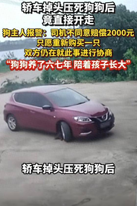 轿车掉头压死狗狗后直接开走，狗主人报警：对方拒绝赔偿2000元，只愿意重新购买一只