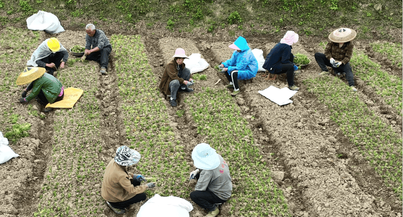 中药材种植基地网