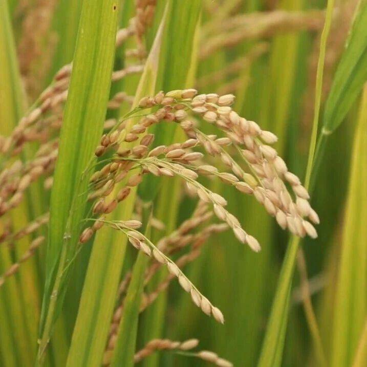 全国农技中心印发2026年优质食味稻生产技术意见_育秧_优质稻_品种