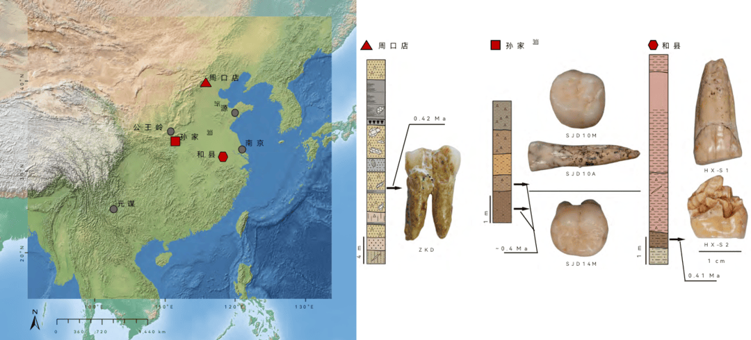 从40万年前直立人牙齿中获取信息 中国科学家破解“直立人与现代人关联性”之谜