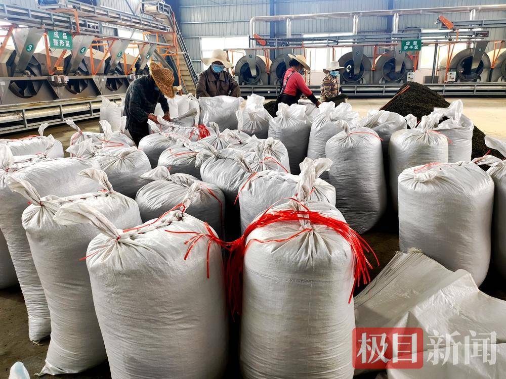 竹山大叶茶“整装”发往福建，茶农夏秋增收不愁