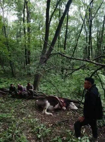 吉林一村民偶遇野生东北虎捕食黄牛，危急时刻爬树避险