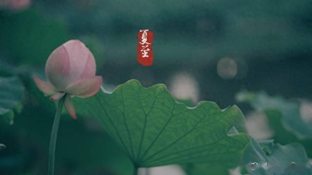 明日夏至，3种食物常吃，清热去火，补水润燥，应季而食顺利入伏