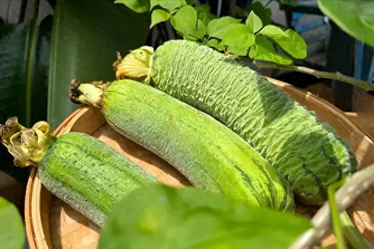 原创            再这样吃丝瓜，肾就废了！医生：吃丝瓜不在意3点，是在给肾上刑
