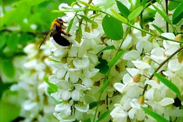 原创            槐花大量上市！研究发现：糖尿病患者吃槐花，牢记这3点