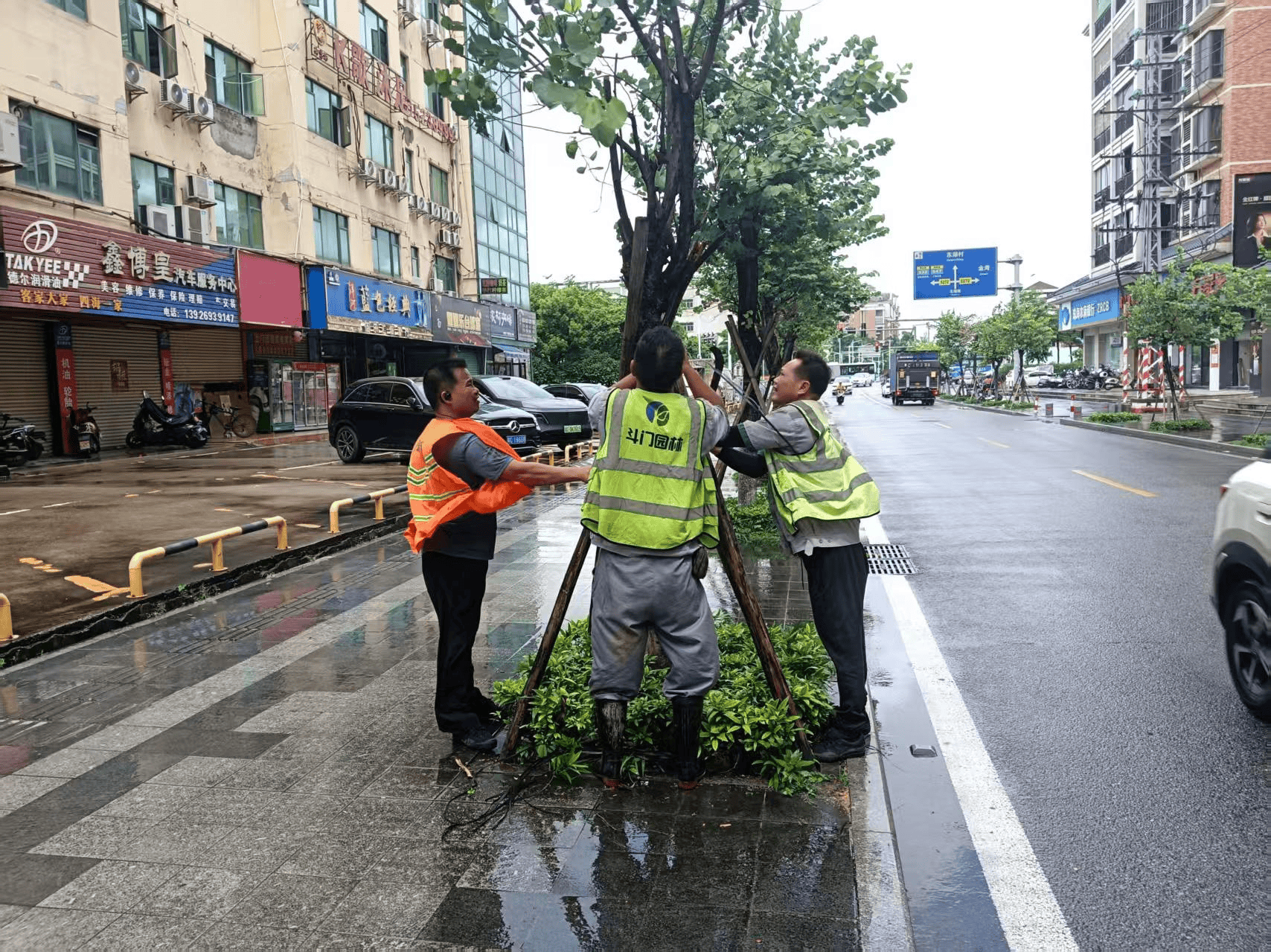 抗风防涝保安全，珠海斗门推进近7千株乔木加固修剪