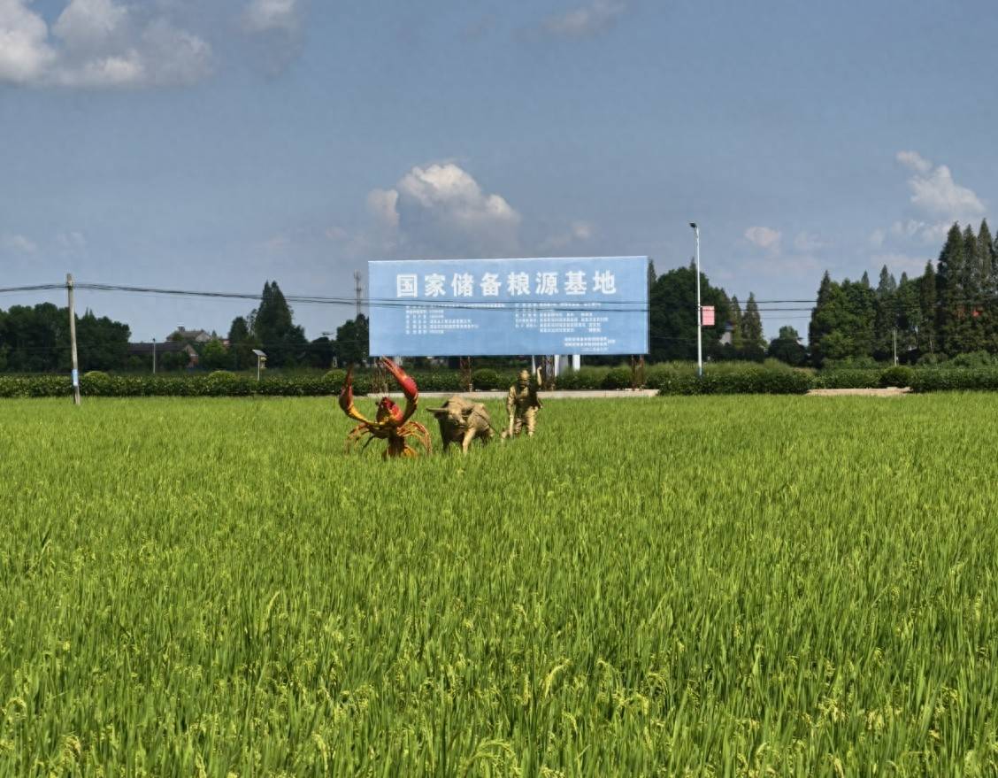一片稻虾田串起的“生态富民路”