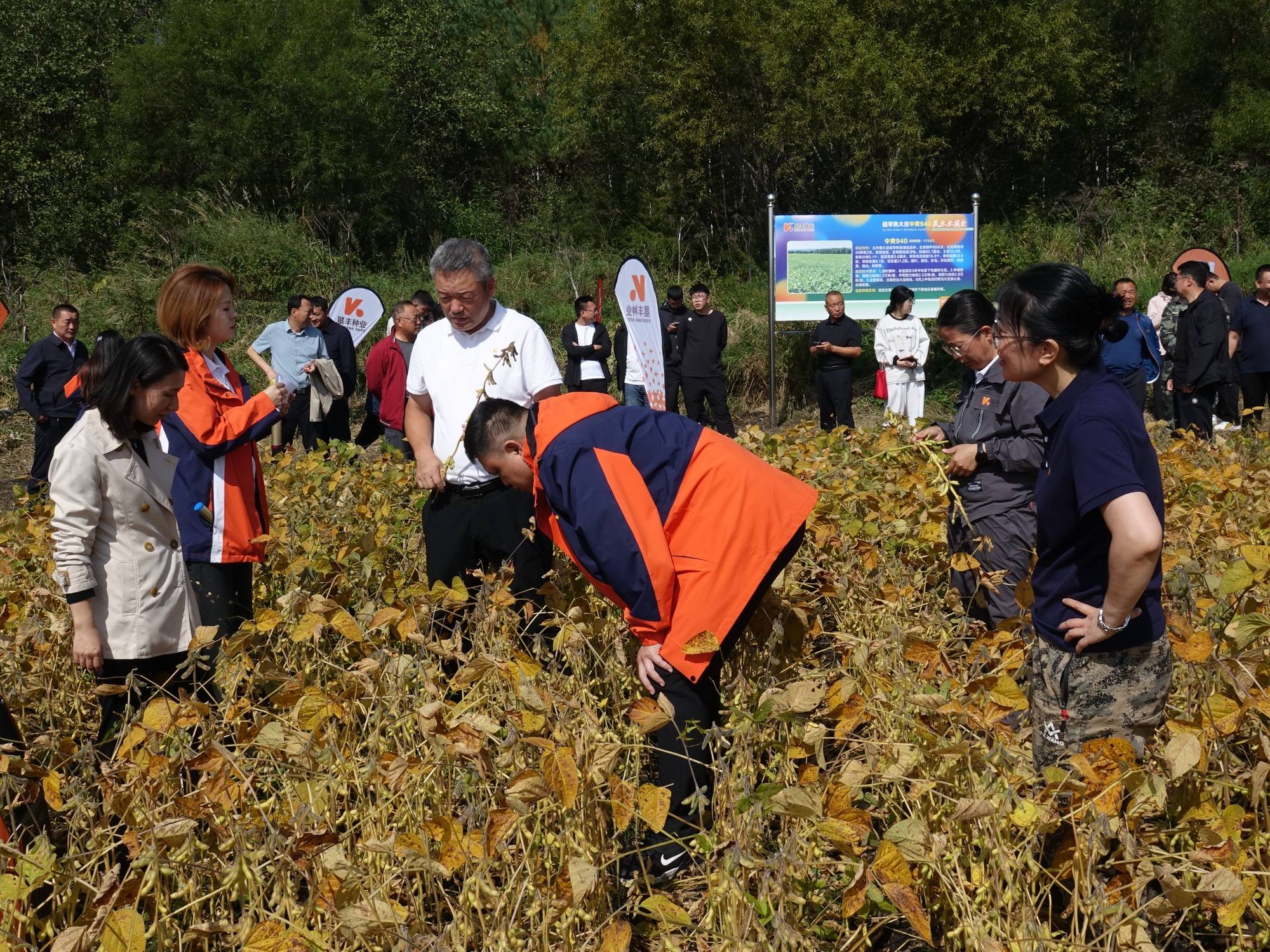 北纬53度结出“金豆子”——塔河县寒地大豆育种实现新突破