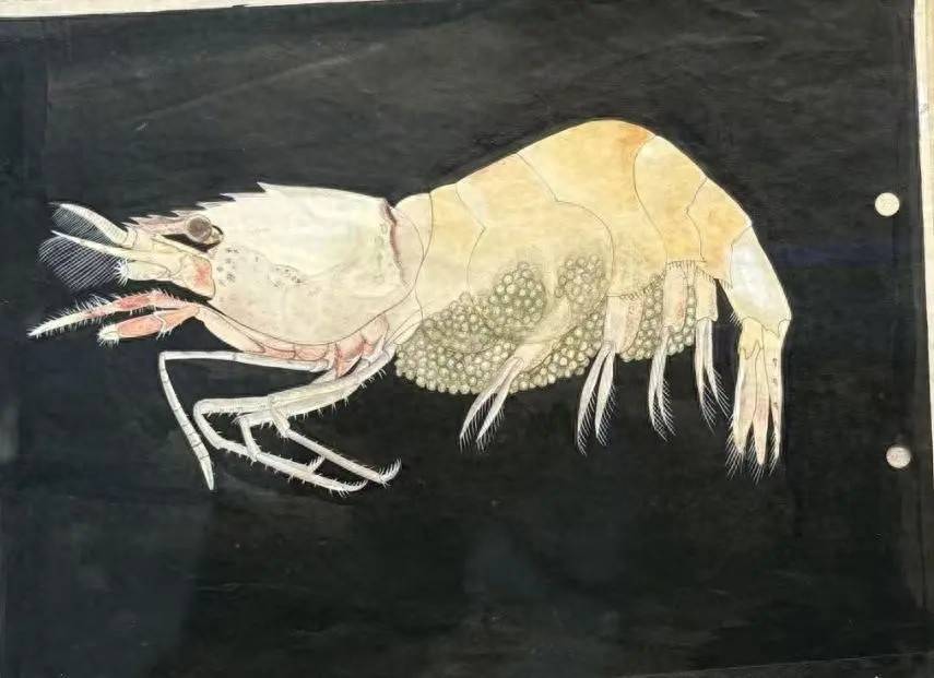 探展日志｜院士手绘的这张虾图，不输画家齐白石