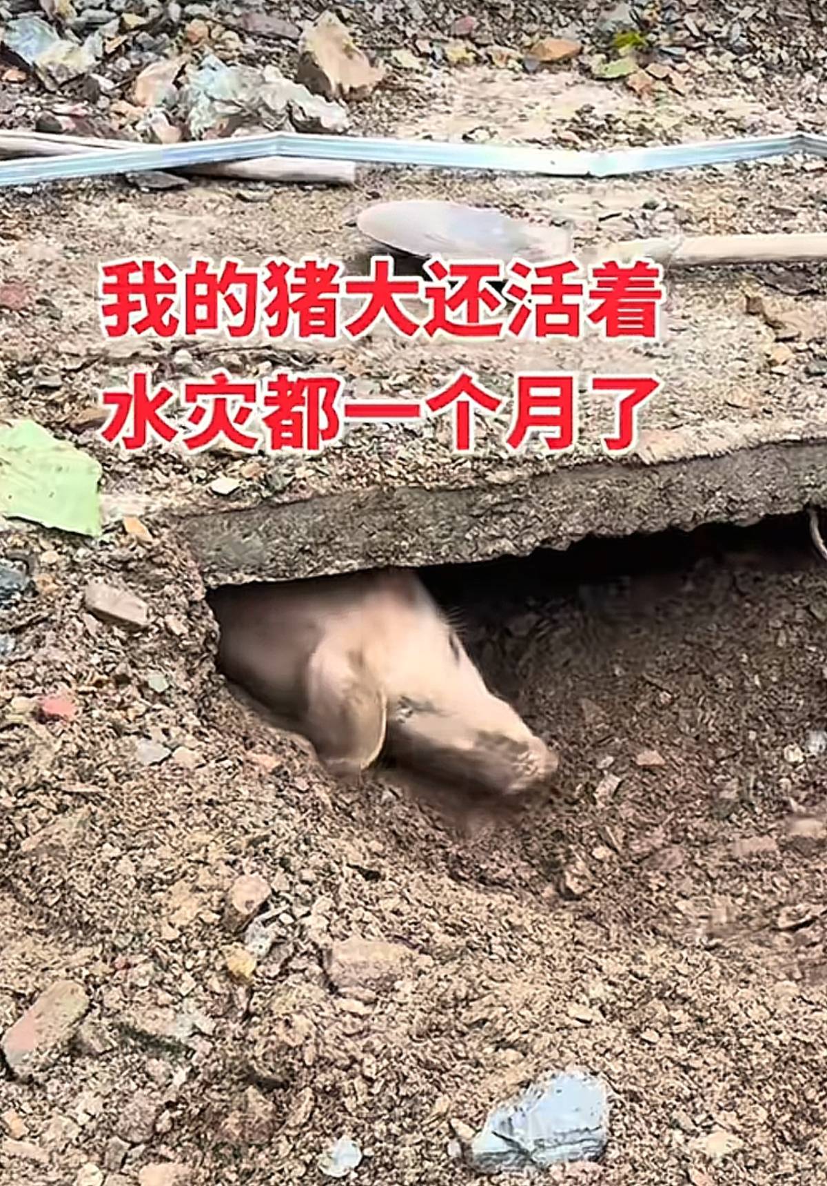 陕西商洛一头猪被泥石流掩埋36天后获救，主人发声：瘦了60多斤，饿的时候应该还会吃土，暂未确定过年会不会杀掉