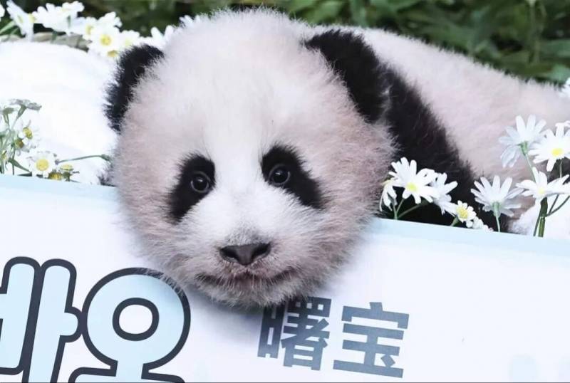 在韩国出生的第四只大熊猫幼崽首次公开亮相！得名“曙宝”