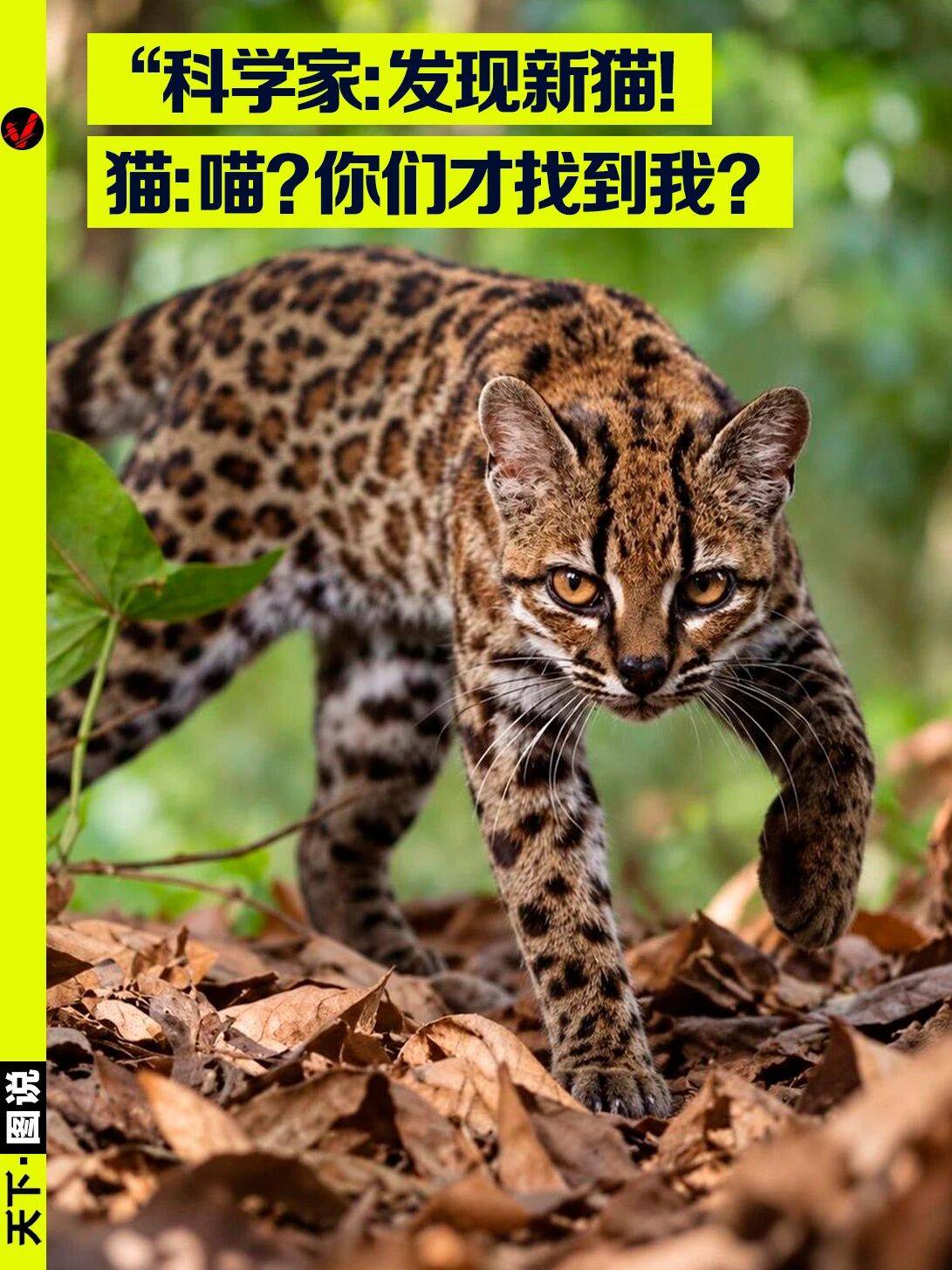 科学家百年来首次确认新现生猫科物种