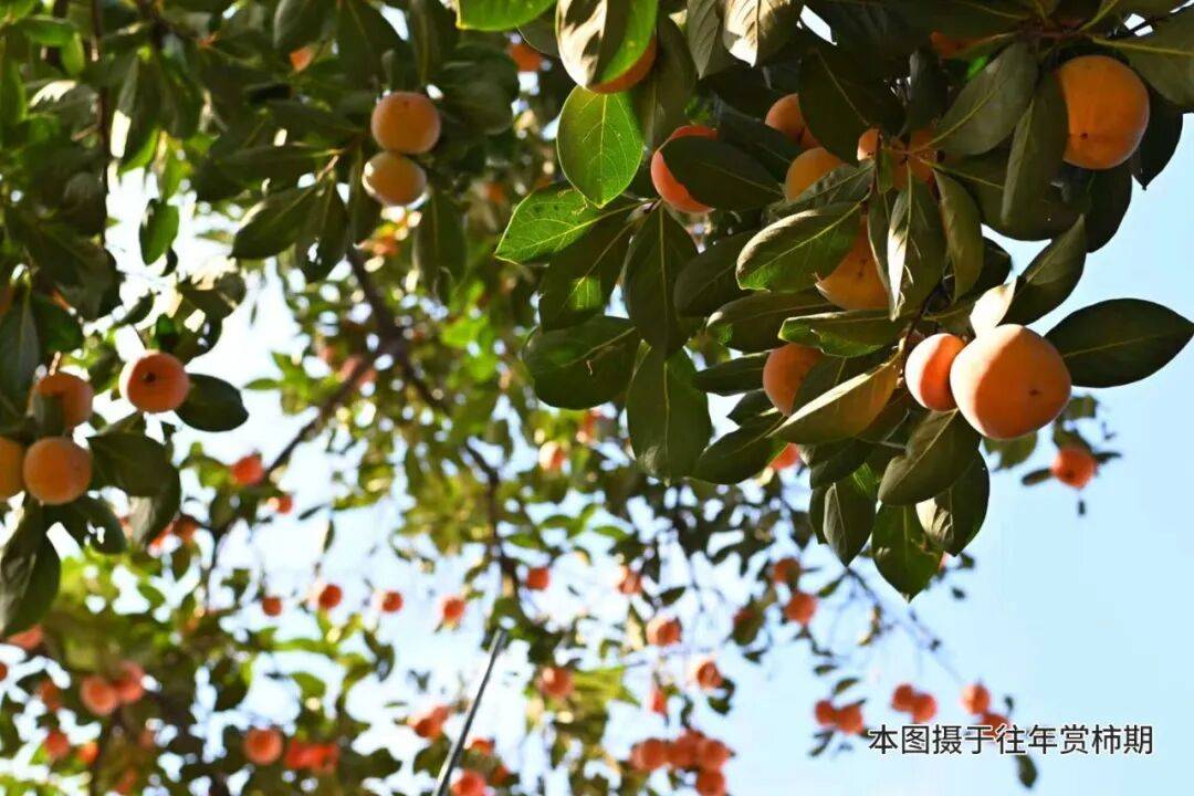 丹柿小院在哪个位置_丹柿小院的柿子树_
