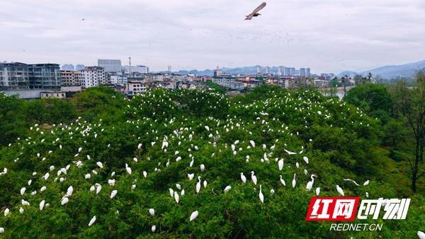 新宁夫夷江湿地：万千候鸟南迁“栖”祝“湿”意国庆