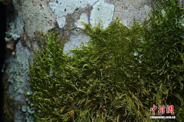 云南临沧发现中国大陆苔藓新记录种