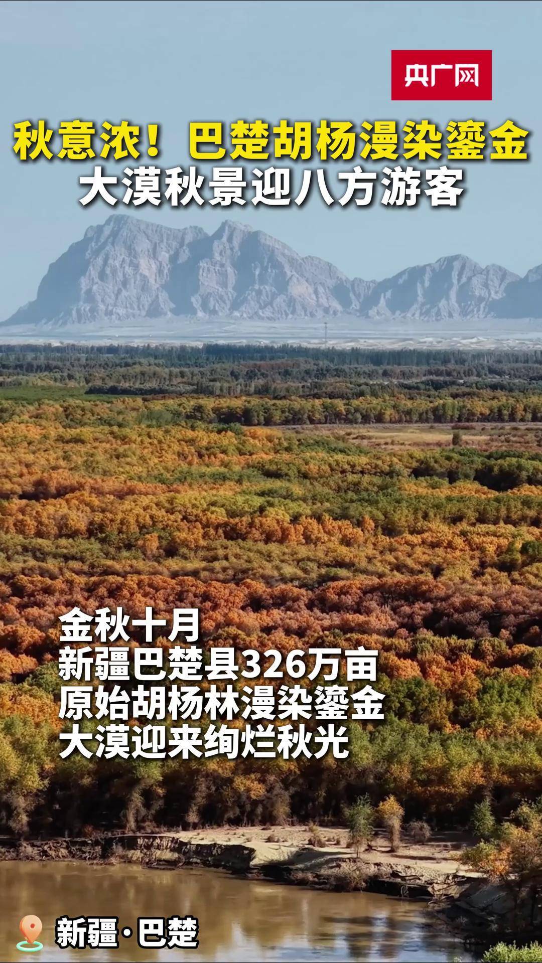 1734026 秋意浓!巴楚胡杨漫染鎏金 大漠秋景迎八方游客