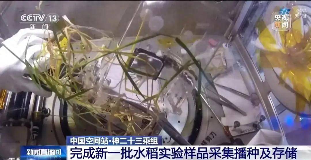 神二十三完成太空水稻连种两代，40年航天育种创收超3600亿！